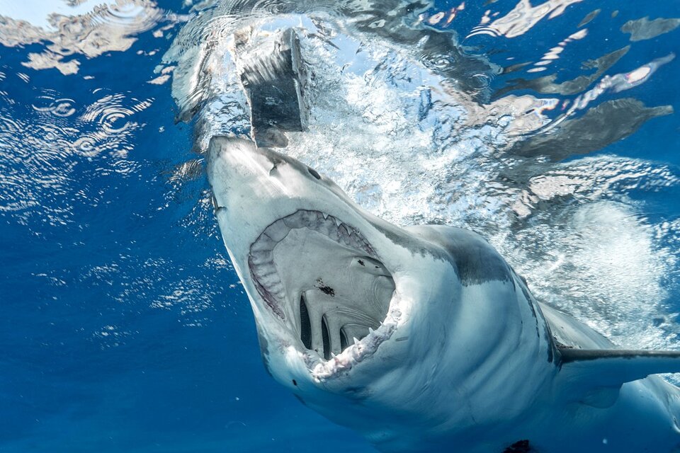 Un estudio científico determinó que los tiburones confunden a sus presas animales con surfistas por su mala vista. (Fuente: Pexels)