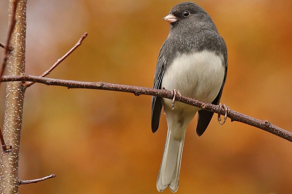 Junco de ojo oscuro, una de las especies de aves afectadas por el cambio climático.