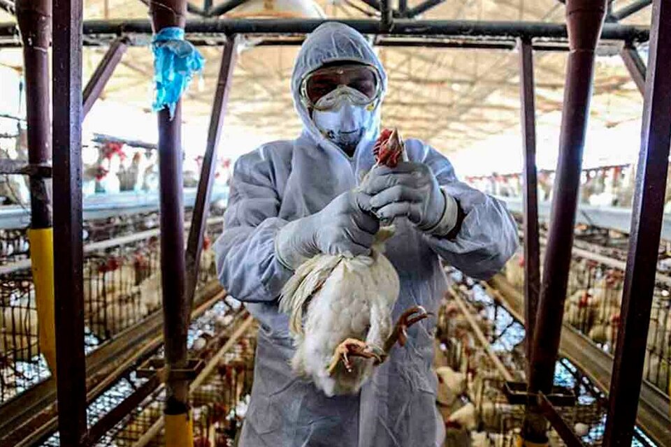 El Ministerio de Agricultura holandés confirmó que se sacrificarán alrededor de 36.000 animales para limitar la propagación de la enfermedad. (Fuente: AFP)