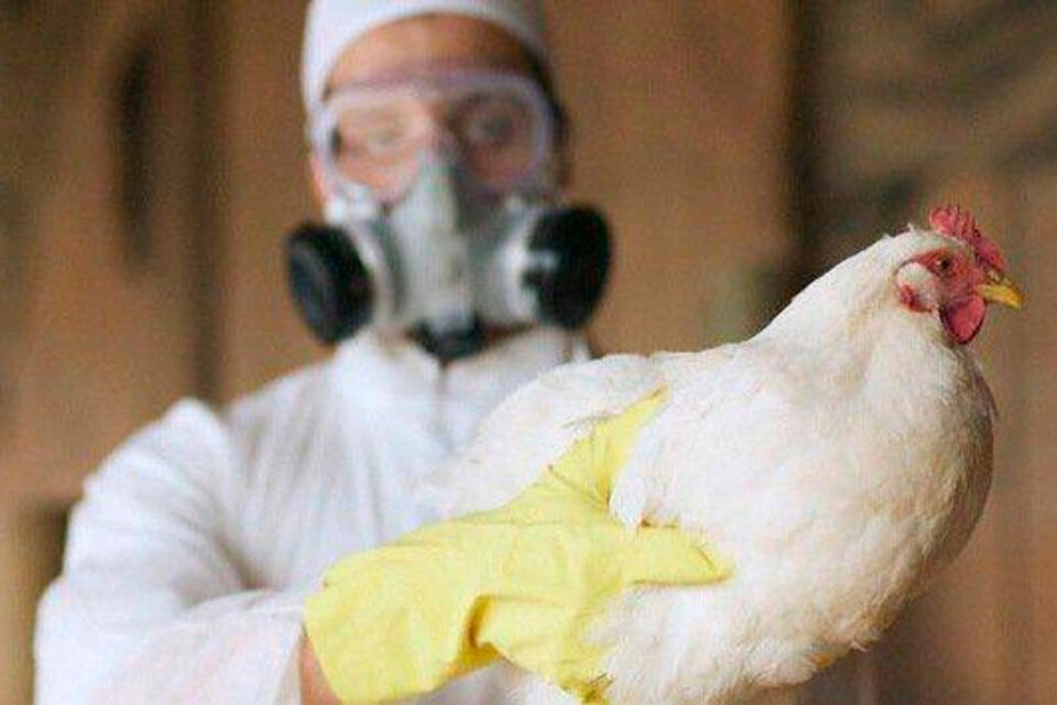 Francia tomó medidas preventivas frente al aumento de casos de gripe aviar en Europa. (Fuente: AFP)