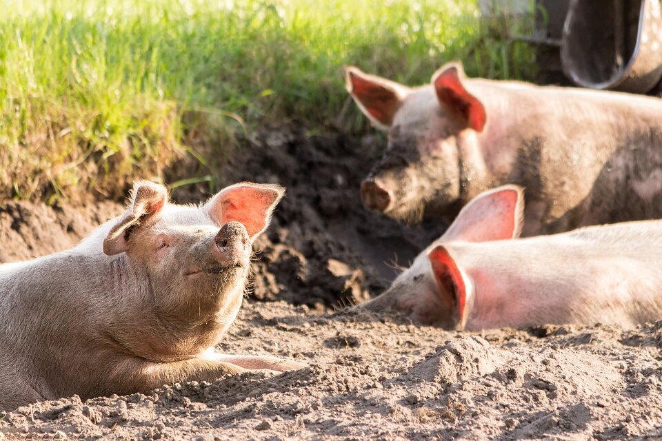 El VPPA no representa un riesgo para la salud humana pero sí una gran amenaza para la ganadería porcina.