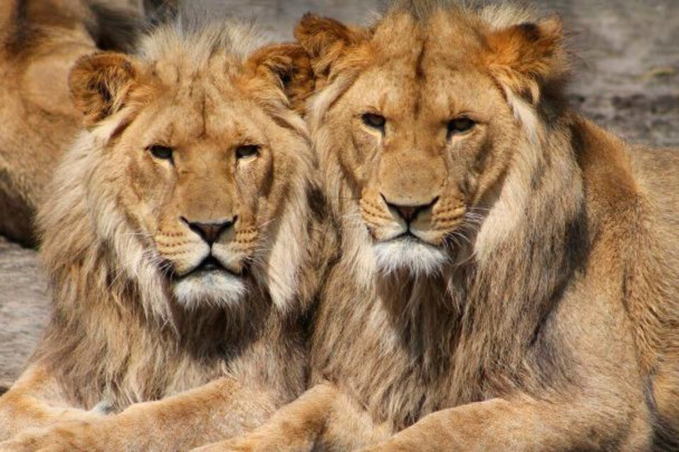Los leones asiáticos empezaron a mostrar síntomas de coronavirus durante el fin de semana. (Fuente: AFP)
