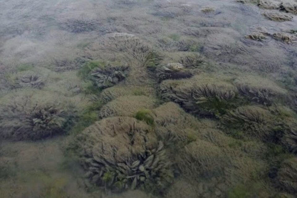 El didymo, más popularmente conocido como “moco de roca” (Didymosphenia geminata), es una “microalga con alto poder de propagación. (Fuente: Télam)
