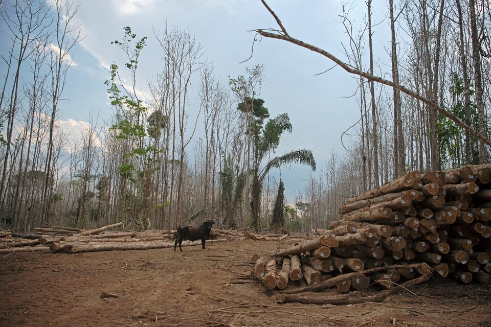 Durante la gestión de Bolsonaro los índices de deforestación llegaron a níveles inéditos. (Fuente: AFP)