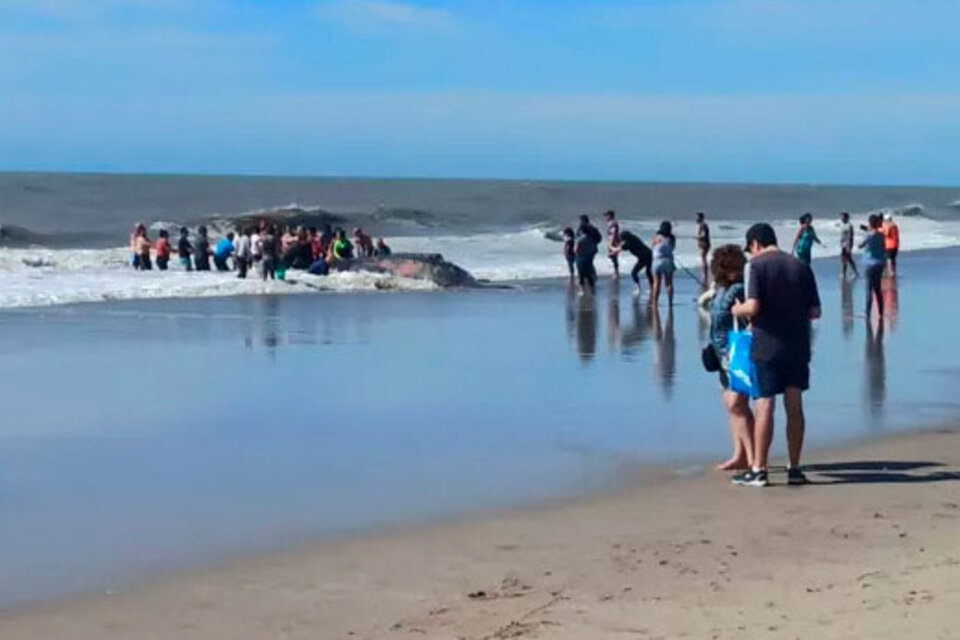 Villa Gesell: rescatan a una ballena de 4 toneladas varada en la playa