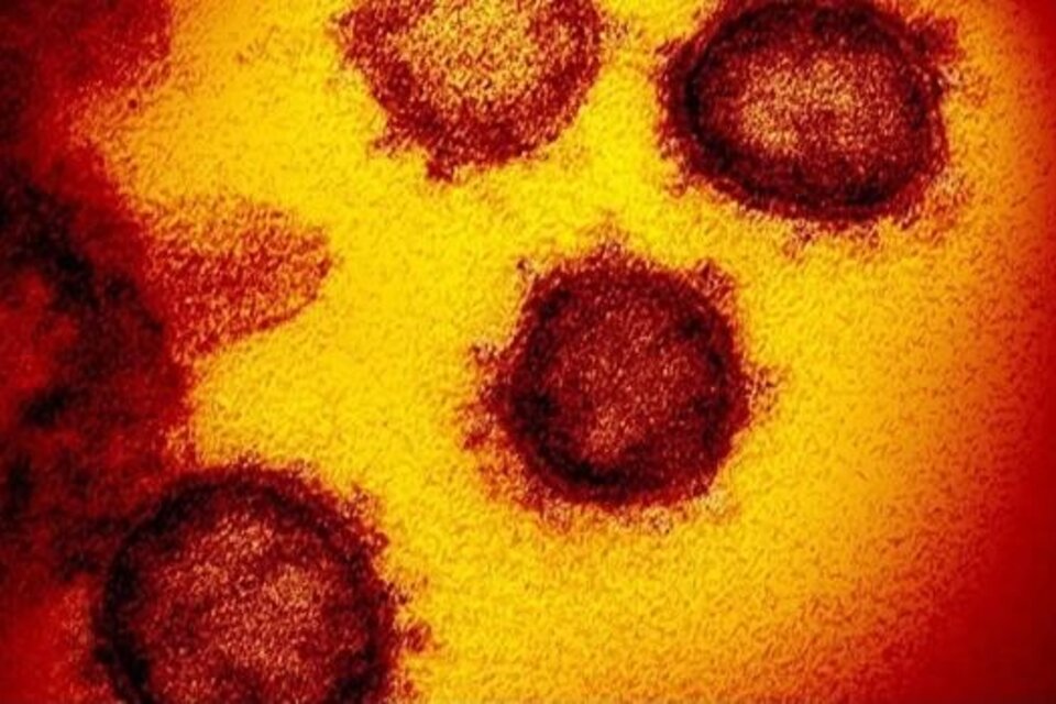 Así se ve la primera imagen tridimensional de la variante omicron del coronavirus (Fuente: AFP)