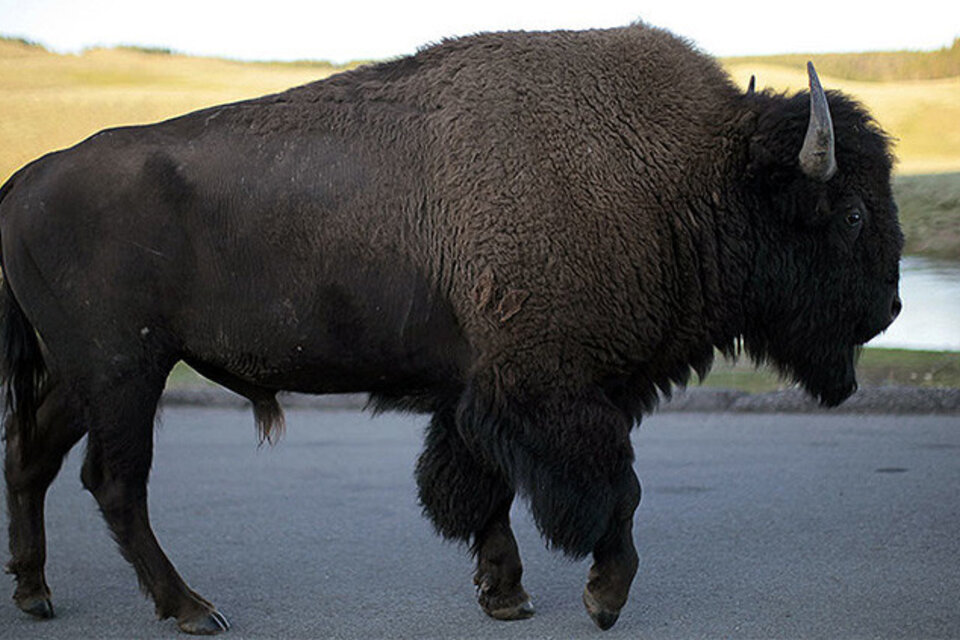 El Parque Nacional de Yellowstone habilitó la caza o sacrificio de 900 bisontes (Fuente: Reuters)
