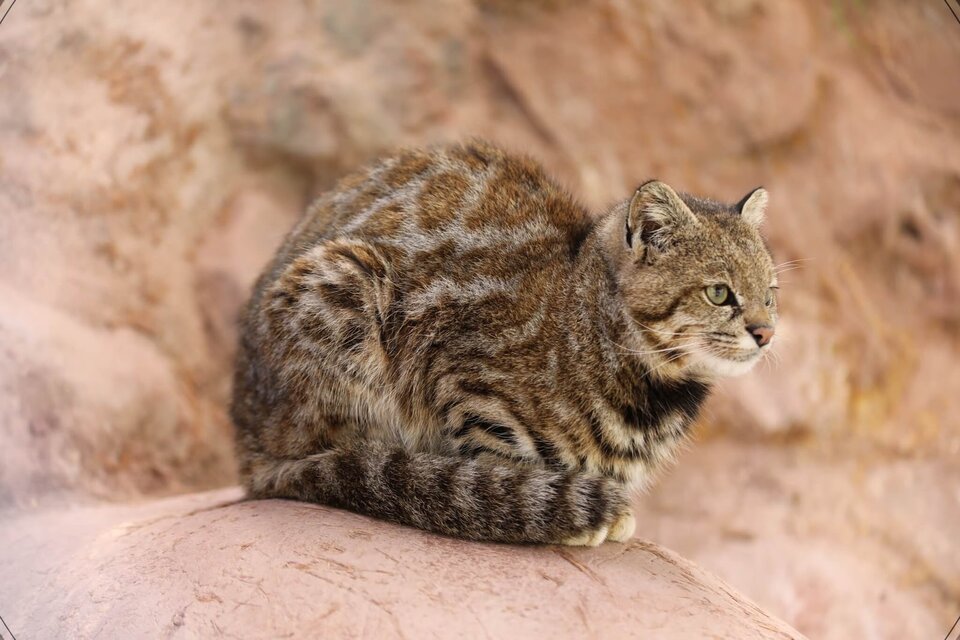 Gato andino