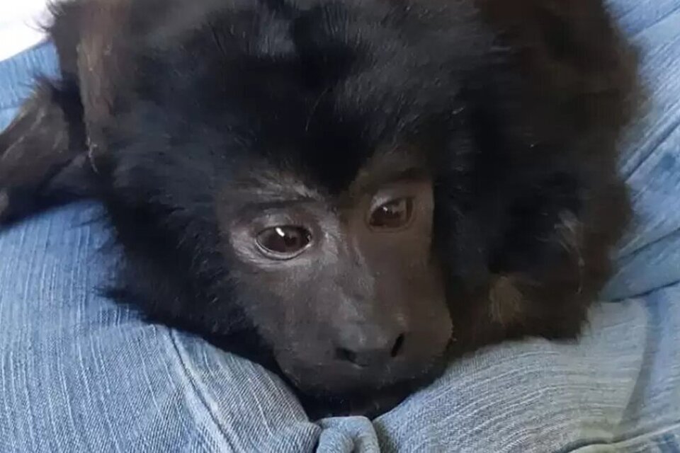 Coco es un mono carayá menor de cinco años. 