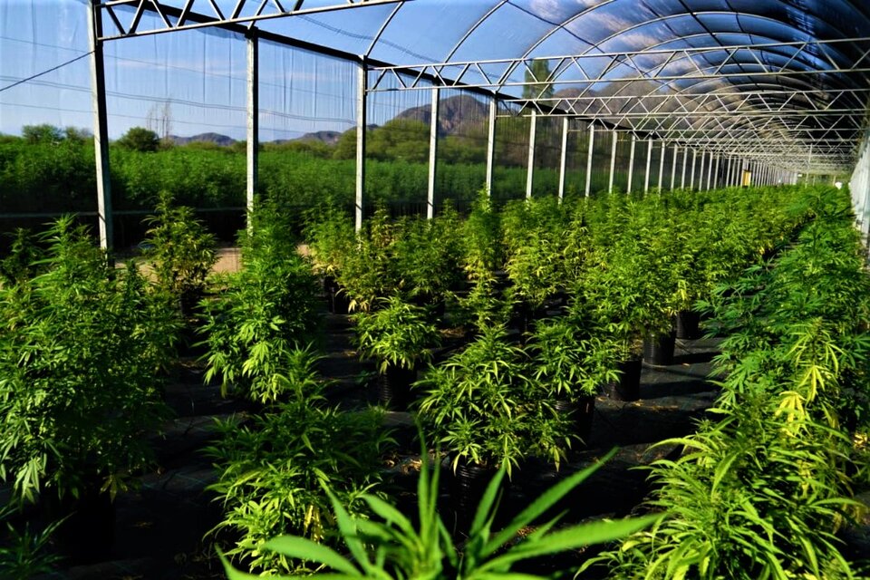 La plantación está ubicada en Anguinán, Chilecito.