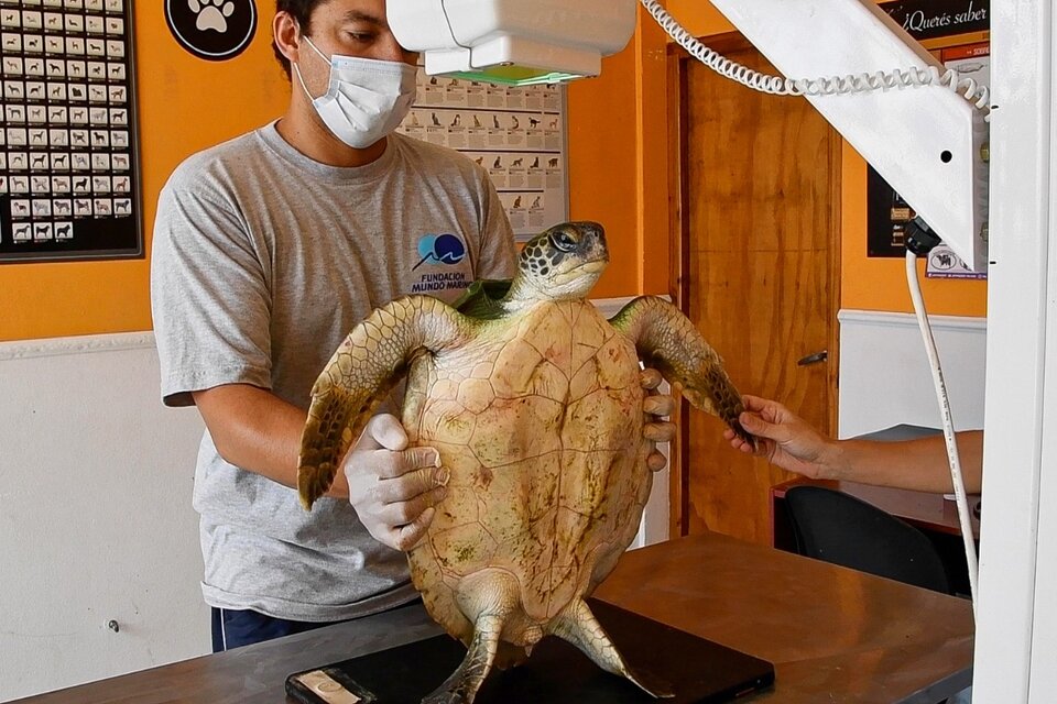 Seis tortugas marinas fueron regresadas al mar en San Clemente (Fuente: Télam)