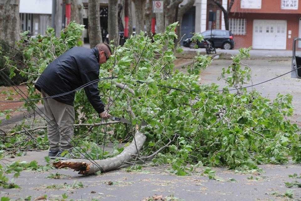 Defensa Civil reportó 75 árboles caídos. 