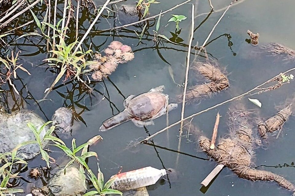 Una tortuga Trionyx flotando en un lago cerca de Bombay (Fuente: AFP)