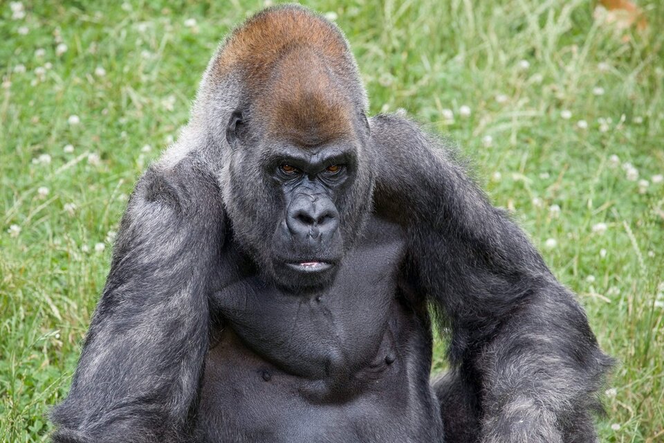Murió el gorila macho más viejo del mundo (Fuente: @ZooATL)