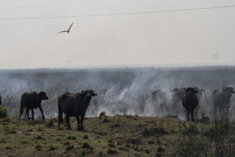 Corrientes posee 4.600.000 cabezas de ganado y produce 325 millones de kilos de carne. (Fuente: Télam)