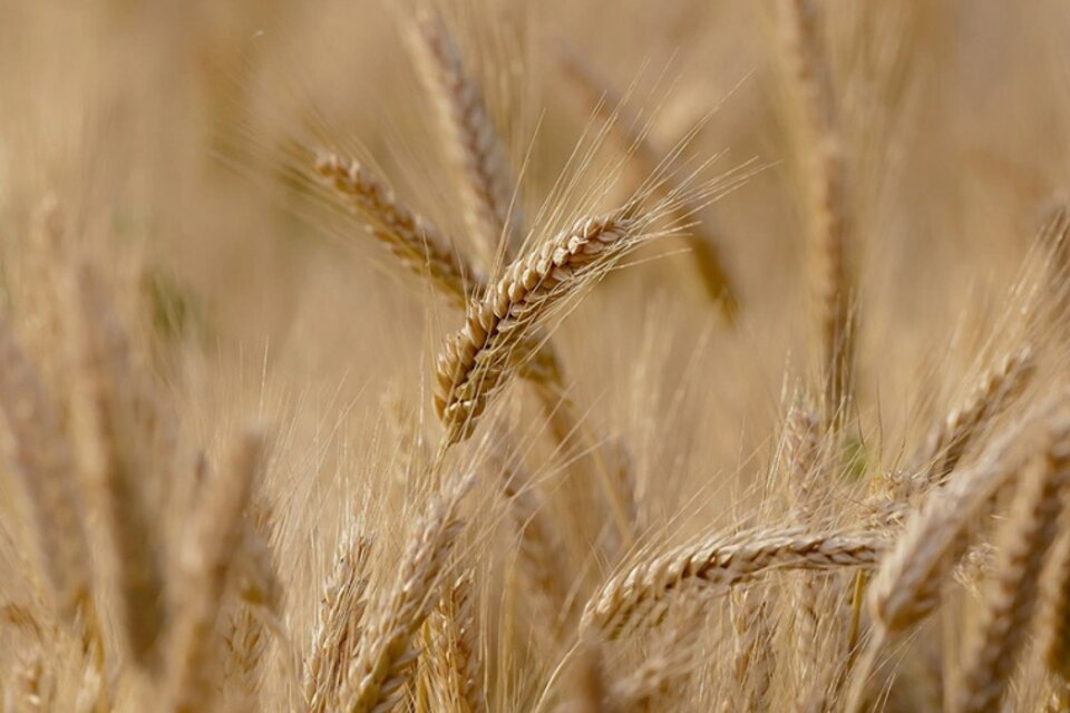 El gobierno evalúa crear un fideicomiso de trigo para contener los precios de los alimentos.  (Fuente: Télam)