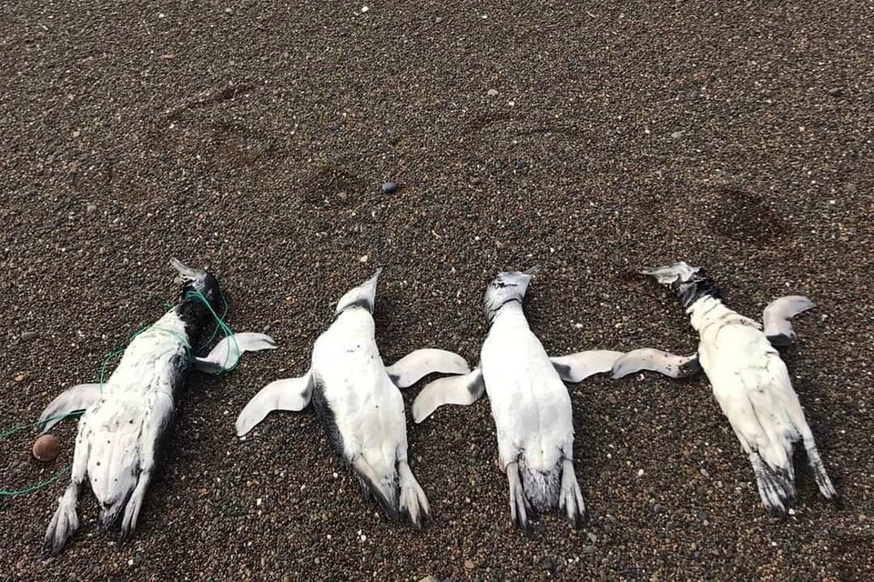 Los cuerpos de los pingüinos de magallanes tenían cuerdas y residuos plásticos atados en el cuello. (Fuente: Télam)