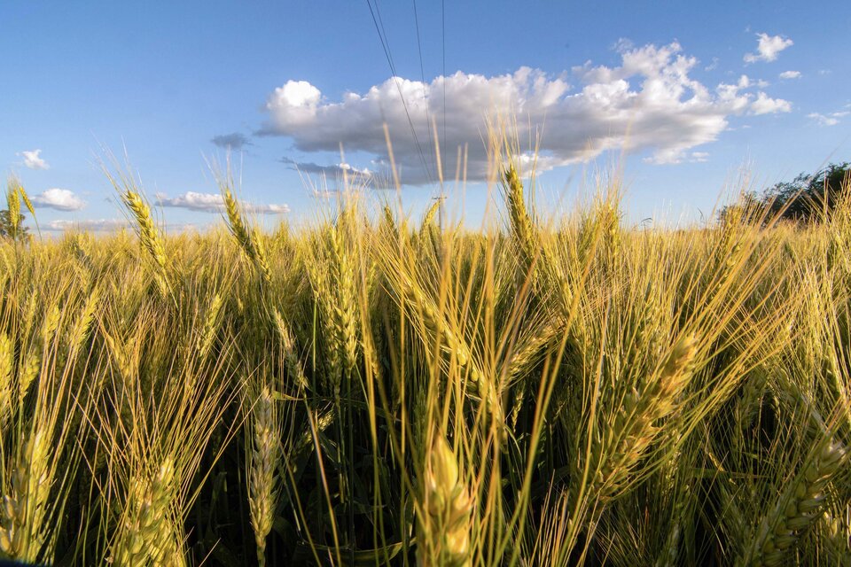 El trigo pasó de 280 a 400 dólares la tonelada. (Fuente: Télam)