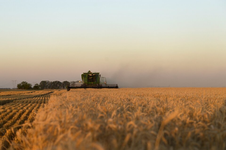 La suba de más del 50 por ciento en el trigo aumentó los costos de los molineros. (Fuente: NA)
