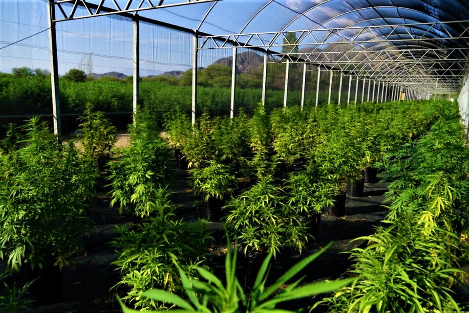 Planta de cannabis en Anguinán, Chilecito.