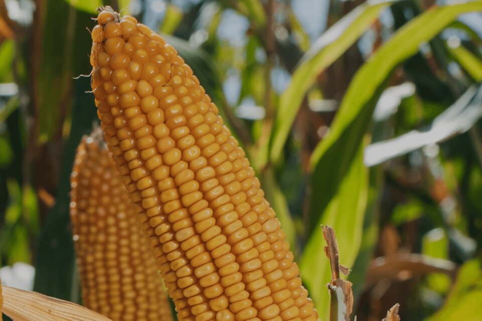 El precio del maíz era 253 dólares la tonelada el 16 de febrero y subió a 300 dólares el 11 de marzo, para luego bajar hasta los 287 dólares este miércoles. 