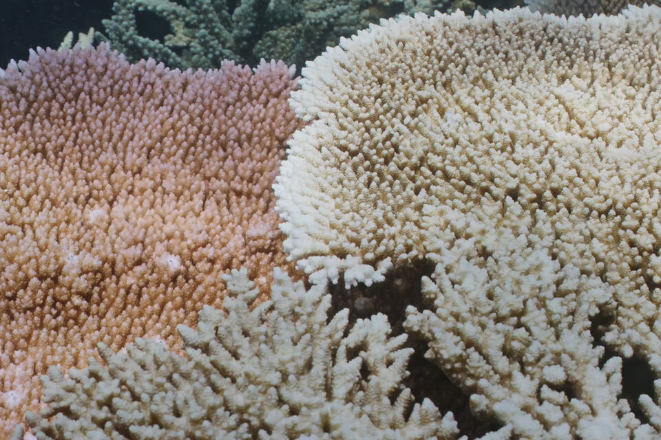 La Gran Barrera de Coral sufre un blanqueamiento y advierten que es desastroso (Fuente: EFE)