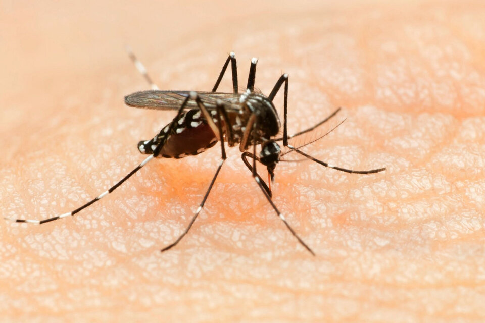 Identifican una mutación en el virus del Zika que podría ser más contagiosa