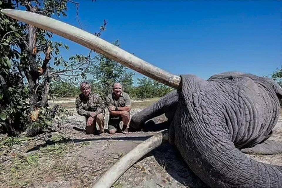 Un cazador pagó 50 mil dólares para matar al elefante más grande de Botswana