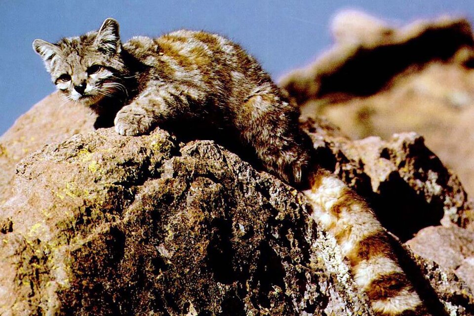 En defensa del gato andino, en peligro de extinción (Fuente: Télam)