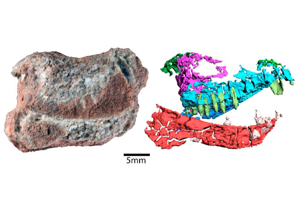 El Triásico argentino y sudamericano es de gran importancia en el registro de cinodontes basales, que permiten reconstruir el mosaico histórico de los antecesores de los mamíferos. (Fuente: CONICET)