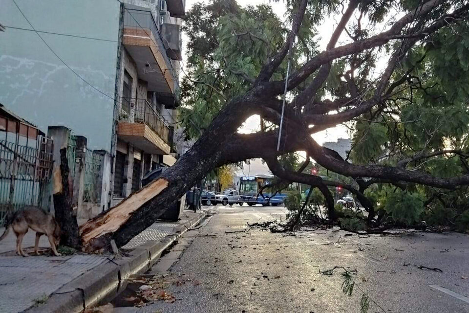Caída de árbol en Villa Luro en las calles Juan B Justo y Lope de Vega. (Fuente: Bernardino Avila)