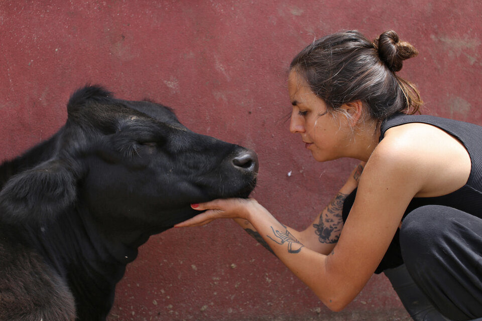 Malena con Save, una vaca rescatada del matadero de Morón, en Santuario Equidad.  (Fuente: Martina Zamudio)