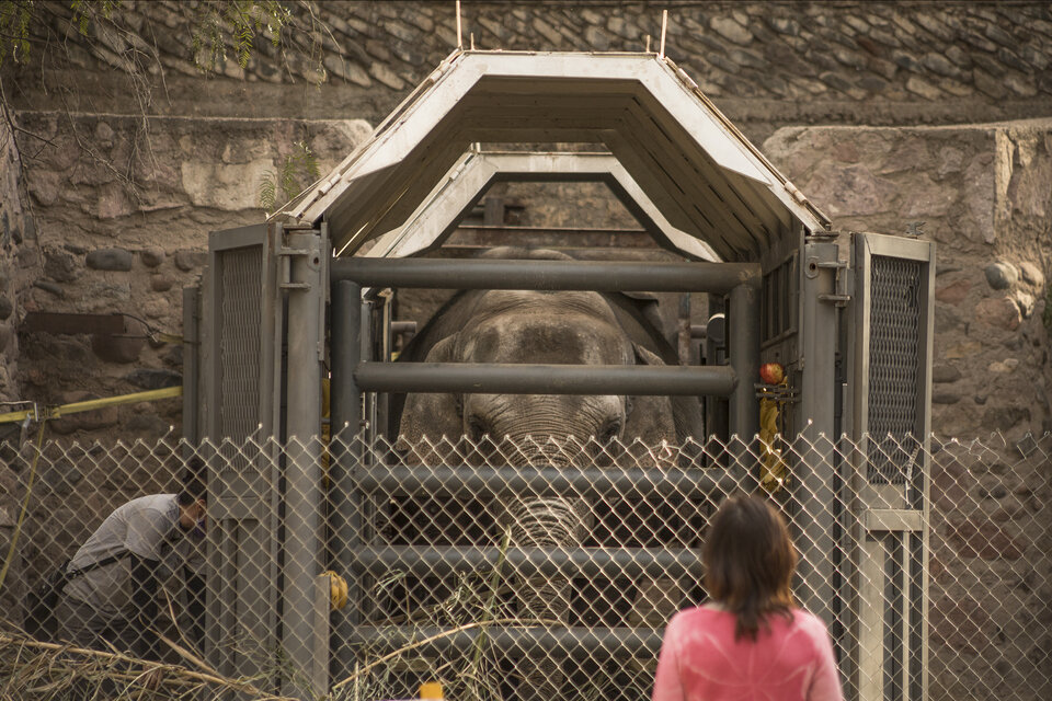  Los elefantes en cautiverio reducen su esperanza de vida a poco más de la mitad. (Créditos: Gobierno de Mendoza)