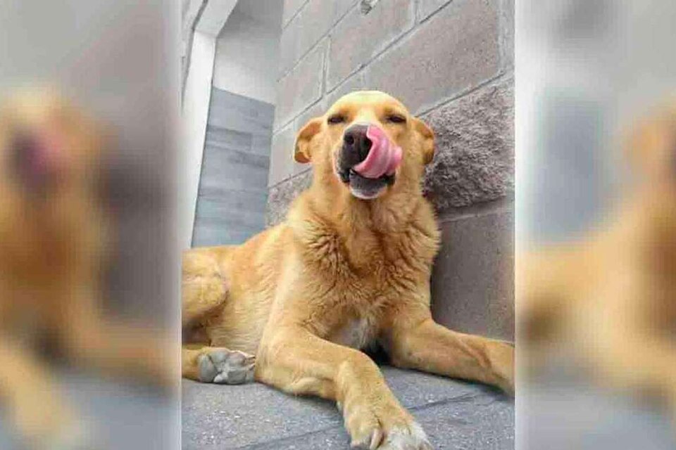 “Rubio” era un perro callejero que vivía en una estación de servicio, a quien los vecinos alimentaban y cuidaban. Imagen: Facebook "Soy Rubio, el perro", creado a raíz del caso.