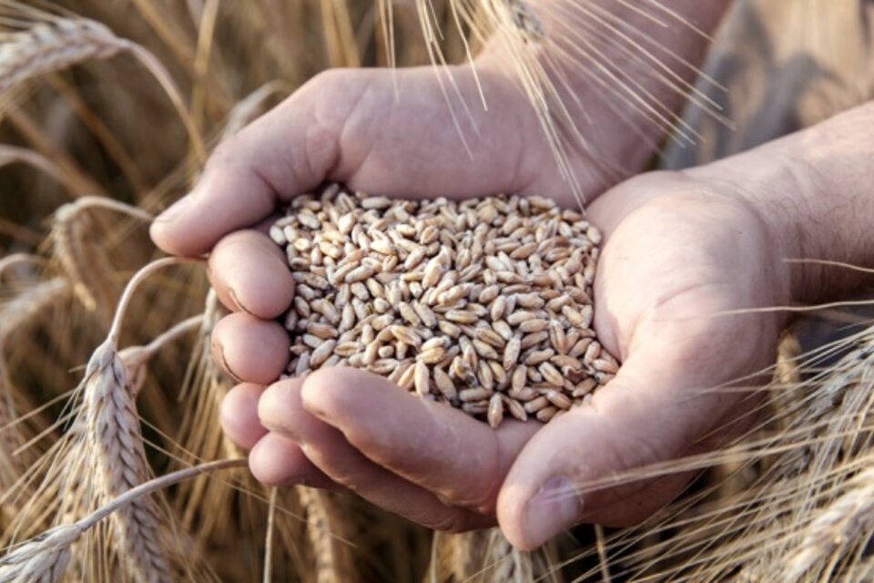 Por una mala cosecha, India cerró sus exportaciones: "Priorizaron la seguridad alimentaria y que no subiera la inflación"