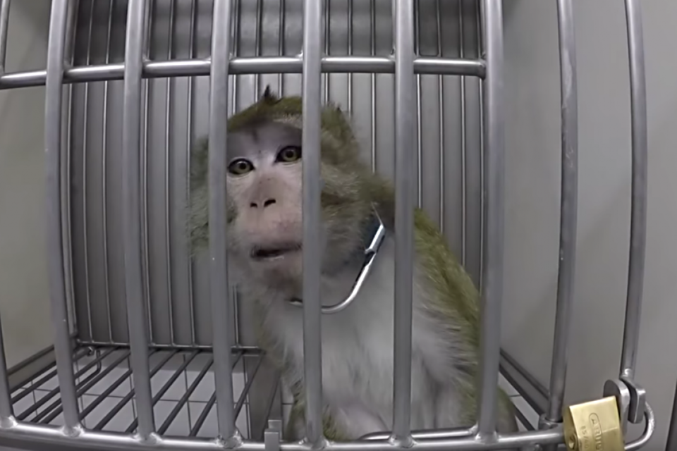 La venta de monos para ensayos médicos se convirtió en un negocio lucrativo. (Fuente: AFP)