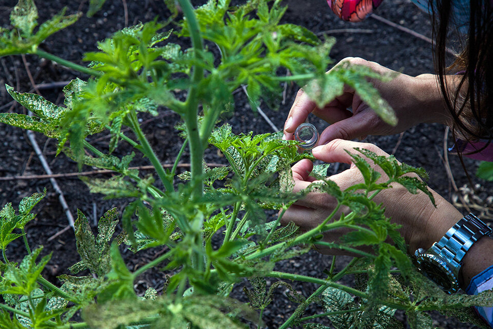 El Rico es la única isla estudiada en detalle a nivel de vegetación en la década del ochenta. (Fuente: Ramiro Ortega)