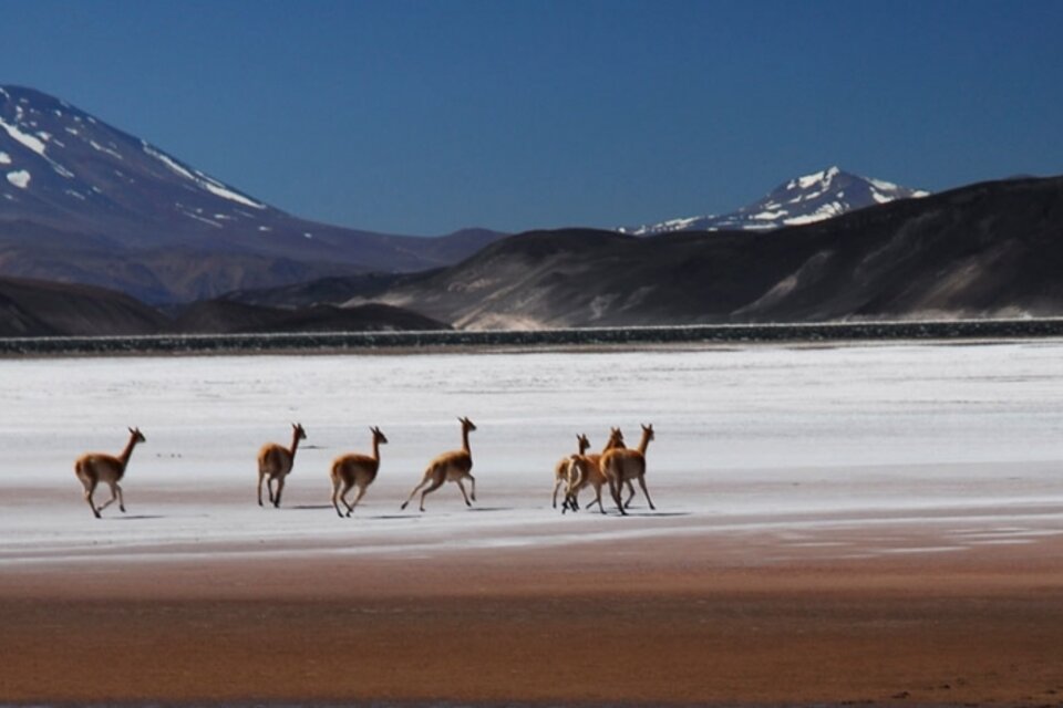 Imponente paisaje catamarqueño con vicuñas.