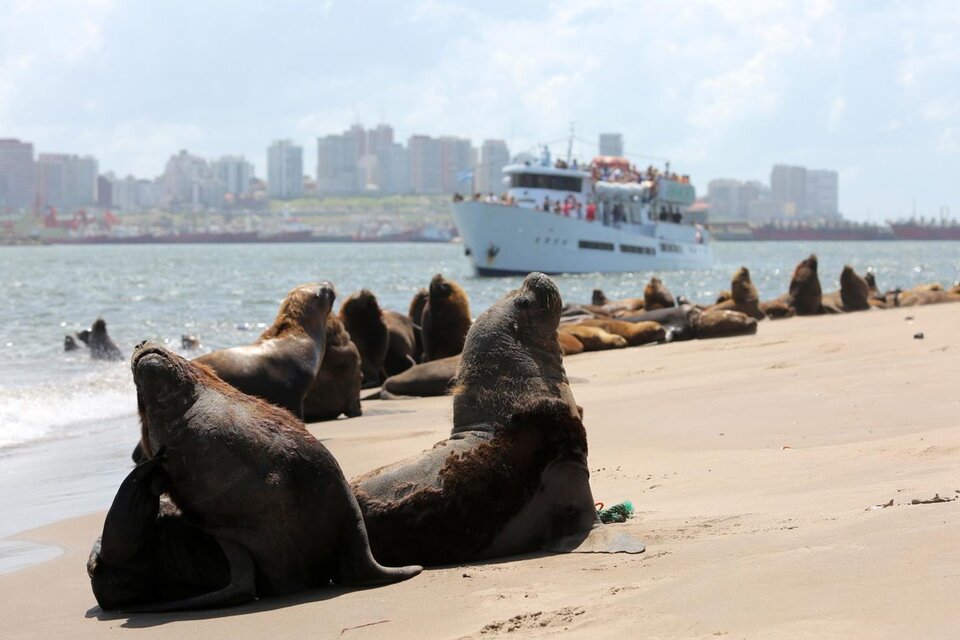 También se hará un seguimiento de los animales para poder contabilizarlos y estudiar sus desplazamientos. Foto: Mar del Plata Turismo