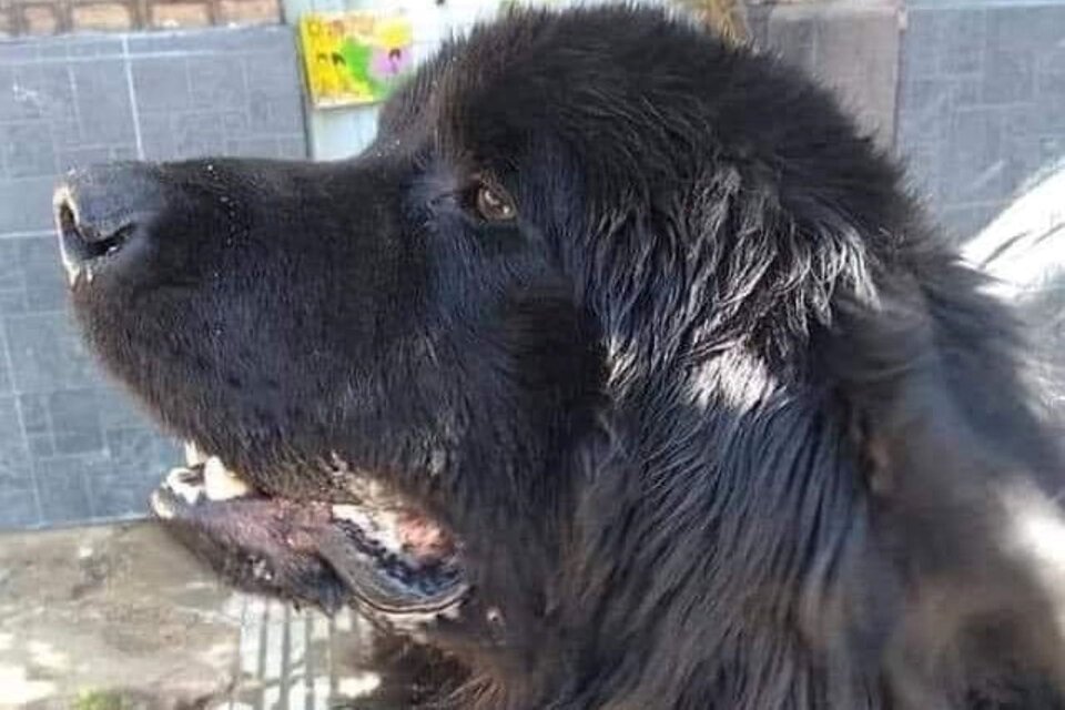 Byron, el perro raza Terranova que fue asesinado a patadas en septiembre de 2021. Imagen: Facebook/Protección Animal "Dejando Huellas"