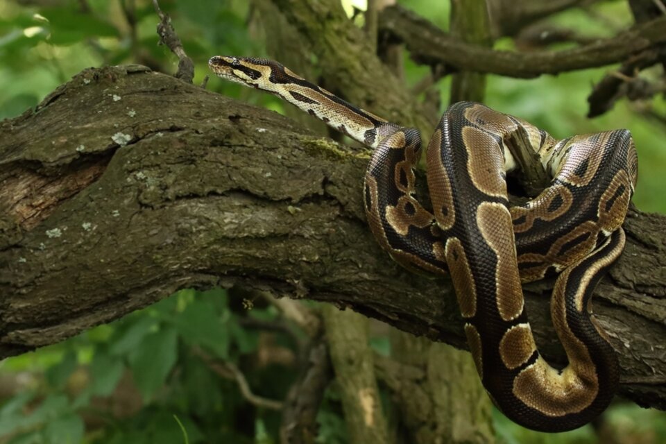 Según datos del gobierno, la pitón birmana hizo que poblaciones de ratones, liebres, comadrejas y mapaches hayan descendido hasta un 99 %. Foto: Everglades Safari Park.