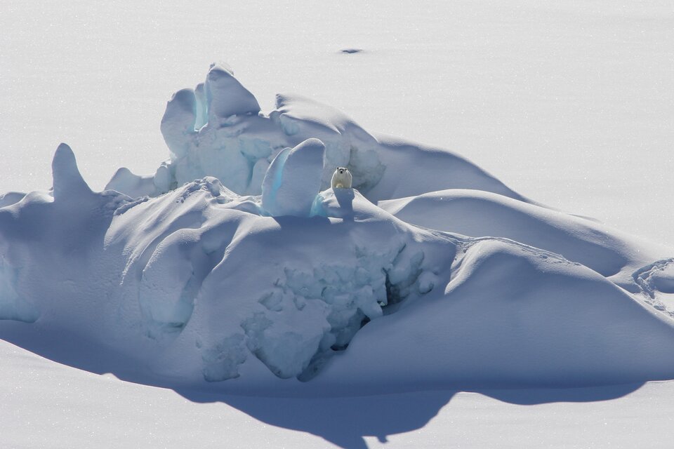 Los osos del sudeste de Groenlandia tienen acceso al hielo marino solo durante cuatro meses, entre febrero y finales de mayo (Foto: AFP).