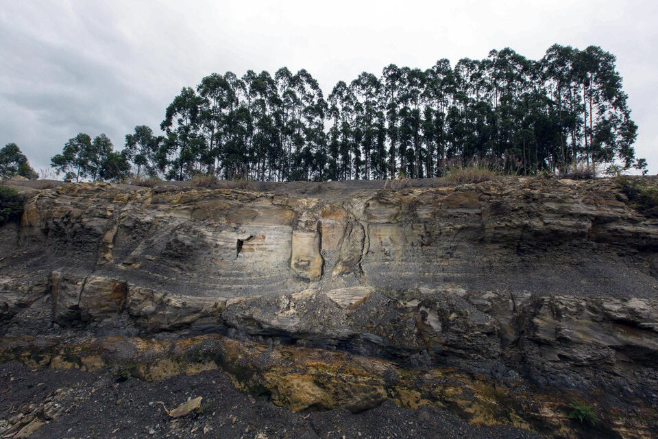 El bosque fosilizado en Ortigueira (Fuente: AFP)