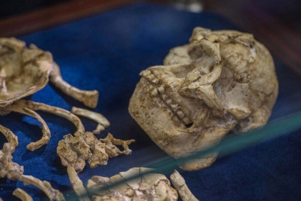 Litlle Foot (Pequeño pie): su esqueleto casi completo data de  3,67 millones de años. (Foto:AFP)