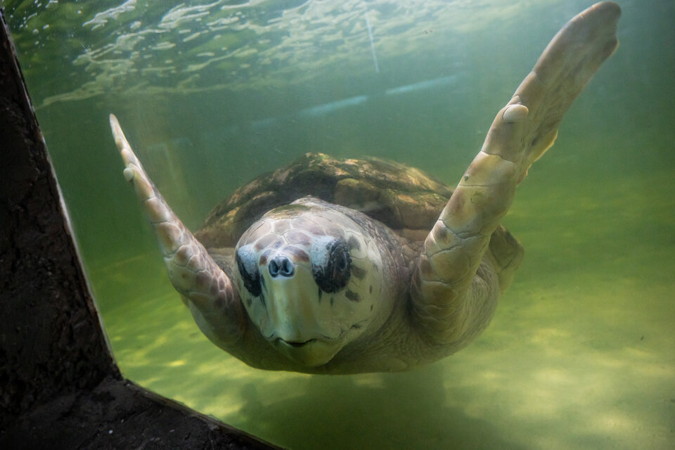 El tortugo Jorge será trasladado desde Mendoza a Mar del Plata tras pasar 40 años en cautiverio. Imagen: Ciudad de Mendoza. 