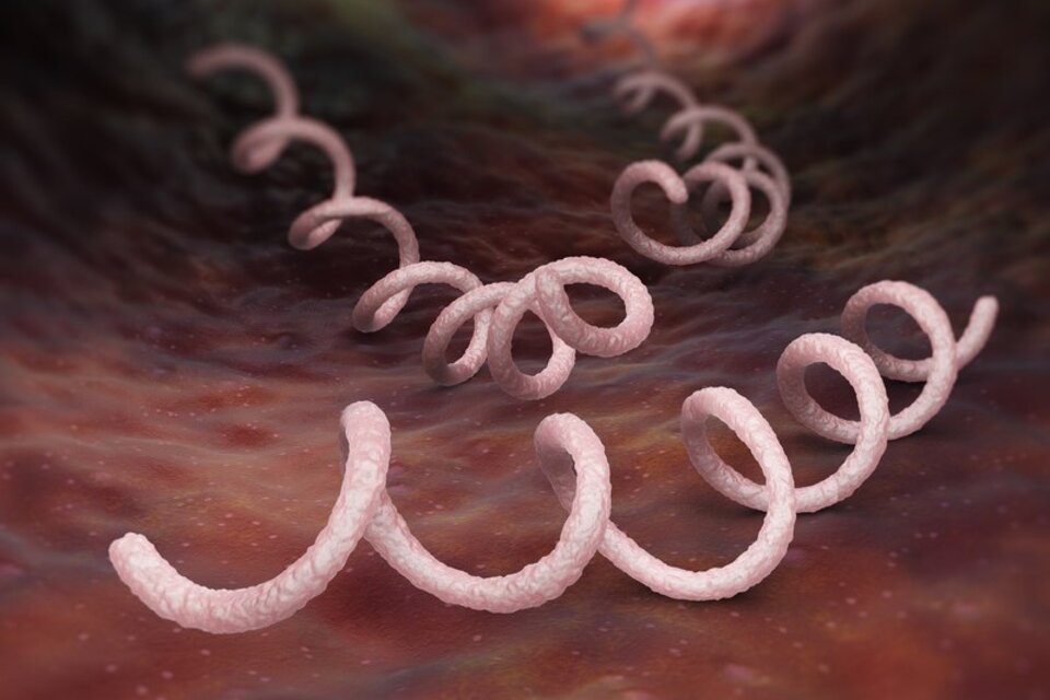 La sífilis es una infección de transmisión sexual producida por una bacteria llamada Treponema Pallidum. Foto: Alamy.