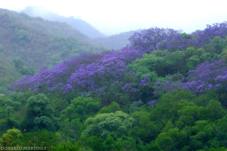 Jacarandá: ¿el árbol más cultivado?