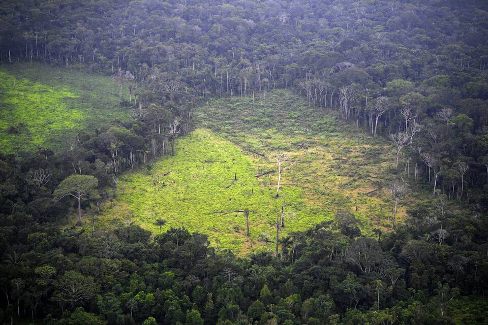 Cada vez menos árboles en el Amazonas (Fuente: AFP)