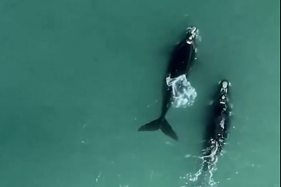 Dos ballenas francas aparecieron en Playa Grande en Mar del Plata.