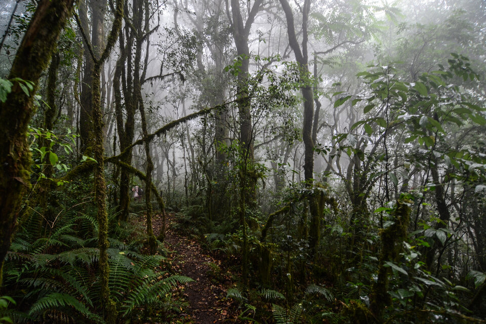 La nuboselva en su máximo esplendor camino a cascada Huaicondo.